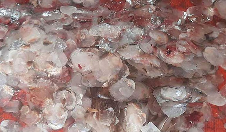 মাছের আঁশ রপ্তানি করে আয় হচ্ছে কোটি টাকা!